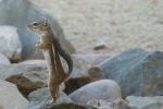 PICTURES/Harris Antelope Ground Squirrel/t_P1010285.JPG